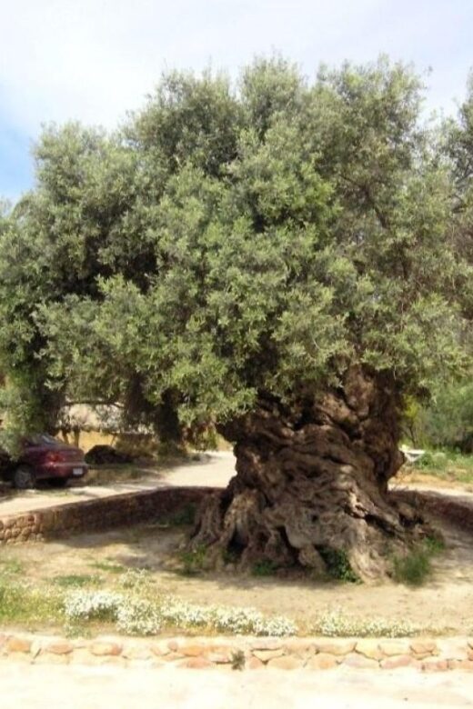 Chania Area: Food Tasting Tour with Winery Visit & Swim Stop - Comfort and Getting Around: Bus, Heat, and a Smoother Day