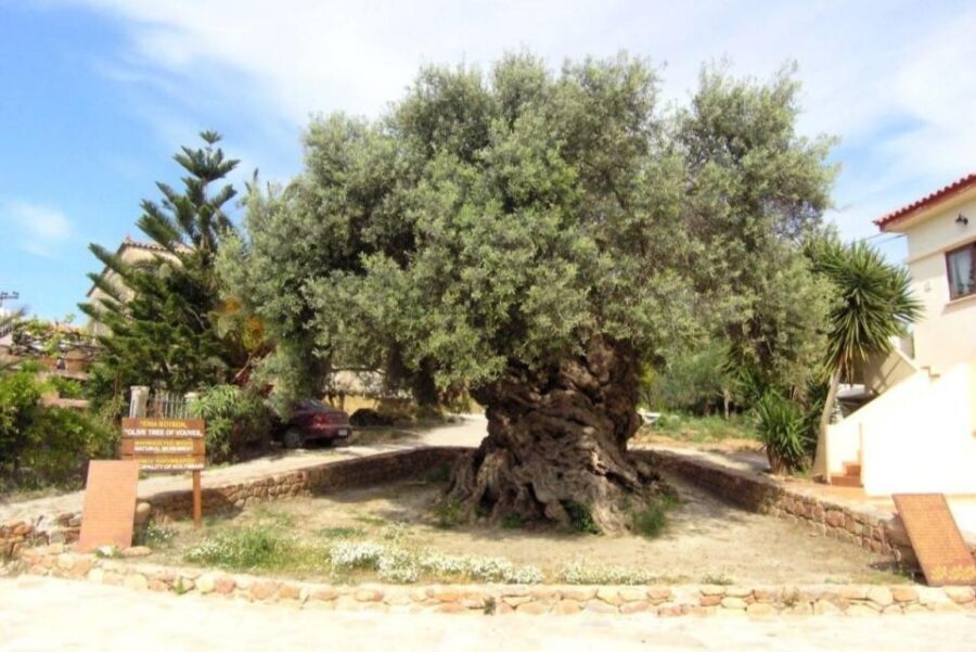 Chania Area: Food Tasting Tour with Winery Visit & Swim Stop - Who This Tour Is Best For