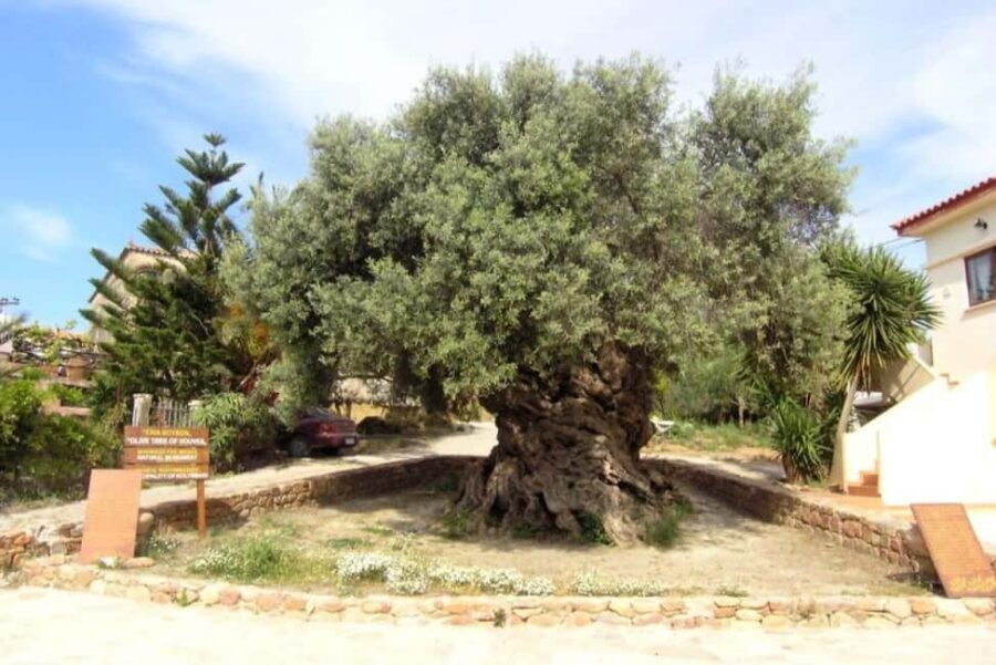Chania Area: Food Tasting Tour with Winery Visit & Swim Stop - Vouves Ancient Olive Tree: 3,000 to 5,000 Years of Shade