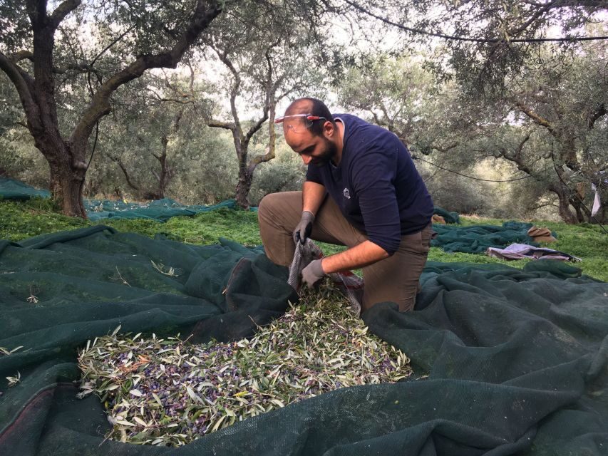 Chania Private Olive Oil Tour: Oil Tasting & Villages Tour - Why This Chania Olive Oil Tour Beats the Usual Tasting