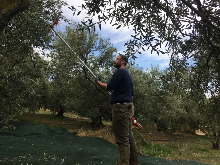 Chania Private Olive Oil Tour: Oil Tasting & Villages Tour - Coffee and Lunch Breaks in the Apokoronas Villages