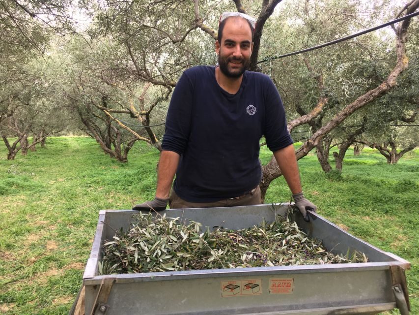 Chania Private Olive Oil Tour: Oil Tasting & Villages Tour - The Ancient Olive Tree Stop: Bigger Than Your Thumb Rule