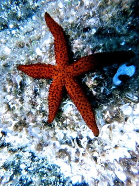 Chania: Scuba Diving for Beginners - A short reality check on the timing