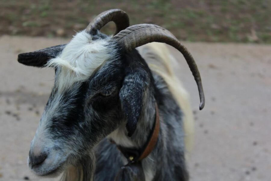 Chania Villages Private Tour: Explore the Authentic Crete! - Food Timing: Box Lunch Included, Lunch Stops Are Yours