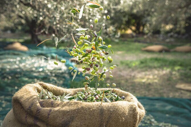 Explore the Secrets of Wine and Olives - Why This Tour Works in Chania (Even If You’re Not a Wine Expert)
