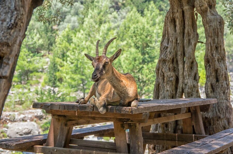 From Chania: Samaria Gorge with Professional Hiking Guide - Why Samaria Gorge From Chania Feels Like a Real Adventure