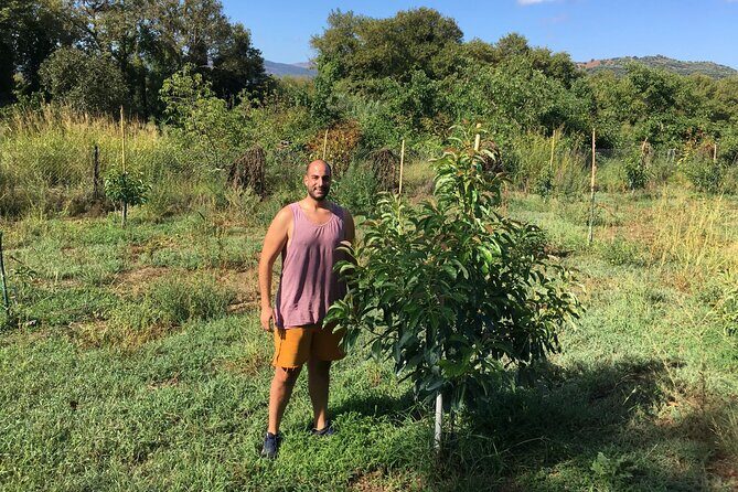 In Crete Discover the miracle of Olive Oil and Organic Fruits - Stop 4 in Tsivaras: touching a possibly ancient olive tree in an undisclosed spot