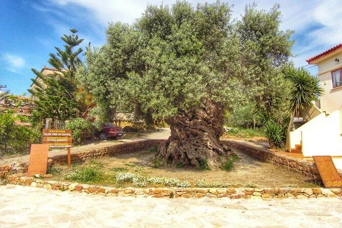 In Crete Discover the miracle of Olive Oil and Organic Fruits - Stop 1 in Vamos: modern olive oil production and a real tasting