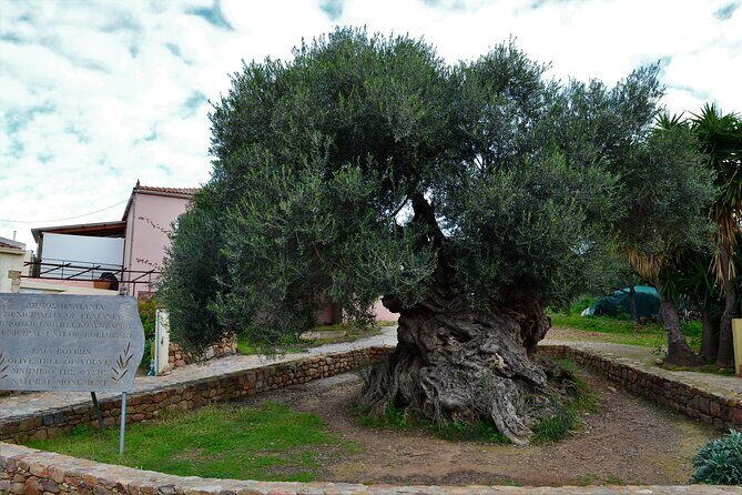 Monastery - Ancient Olive tree & Museum-Cretan Brewery Private Tour from Chania - Key highlights worth planning around