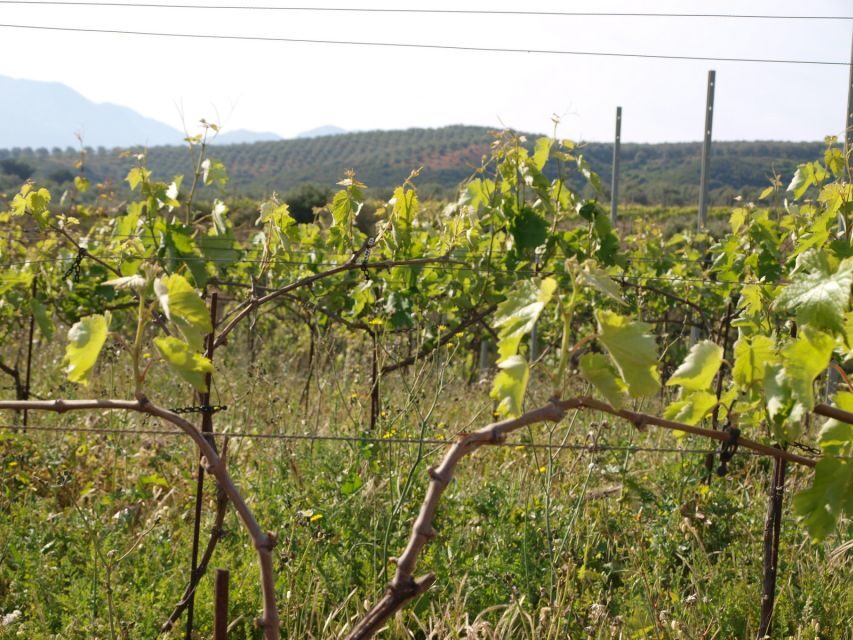 Private Exclusive Manousakis Winery and Vineyard Tour - Five-Wine Tasting with Cretan Lunch: What You’ll Actually Eat and Taste
