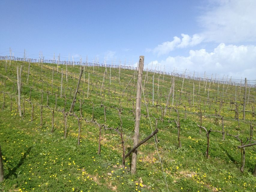 Private Exclusive Manousakis Winery and Vineyard Tour - Price and Value: Is $565 a Smart Use of Your Time?