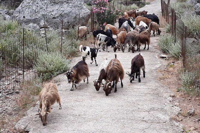 Private - Jeep Safari Tour with Lunch and Tastings - Anoskeli Olive Mill & Winery: olive oil on bread, then 5 wine labels