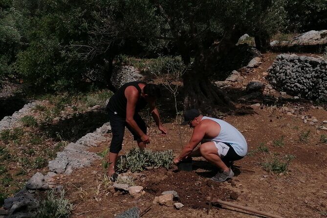 Rethymnon Olive Tree Sponsorship Protect and Plant Tour - Choosing sponsorship vs planting: what changes on the day