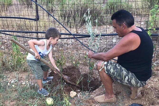Rethymnon Olive Tree Sponsorship Protect and Plant Tour - If you plant: the cuttings, the grove, and why it matters