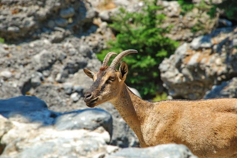 SAMARIA GORGE Full-Day Trip from CHANIA - Why Samaria Gorge feels like the main attraction in Crete