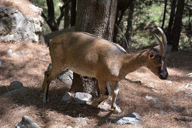 Samaria Gorge Hike - Stops and timing: why the day is long (and how to survive it)
