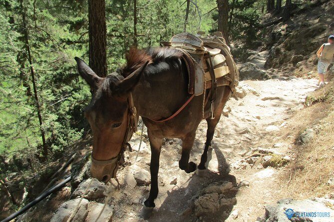 Samaria Gorge Trek: Full-Day Excursion from Chania with Guide - Entrance fee and ferry timing: avoid the day-of scrambling