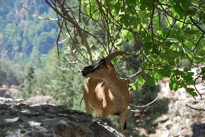 Samaria Gorge Trek: Full-Day Excursion from Rethymno with Guide - Who should book (and who should skip this day)