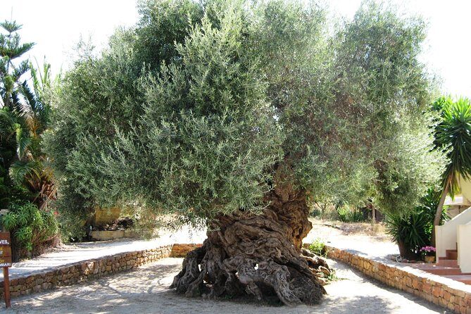 Wine, Beer, Olive Oil Tasting Private Tour (price per group of 6) - Key things to know before you go