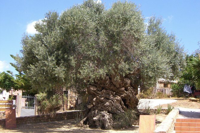 Wine, Beer, Olive Oil Tasting Private Tour (price per group of 6) - A West Crete food day that actually teaches you something
