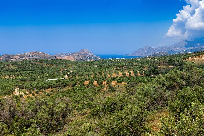 Wine, Beer, Olive Oil Tasting Private Tour (price per group of 6) - Stop 3: Vouves monumental olive tree—short stop, big meaning