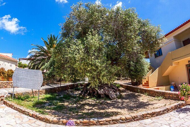 Wine & Olive Oil Tour with lunch at the White Mountains - Lunch at 1,200m: wine, Cretan flavors, and mountain air