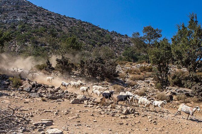 Wine & Olive Oil Tour with lunch at the White Mountains - White Mountains (Lefka Ori) return drive: from cypress forests to citrus valleys
